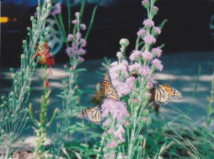 Monarchs love liatitis (blazing star)