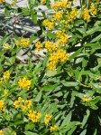 Butterfly Weed