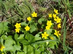 Marsh Marigold