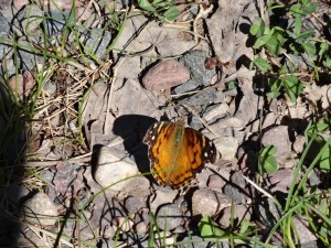 Painted Lady Butterfly