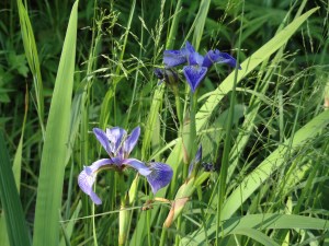 Plant Blue Flag Iris and native grasses to filter water run off.
