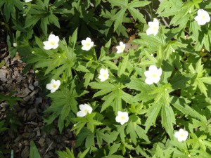 The native Canada Anemone is blooming now!