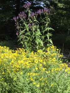 Bees love St John's Wort and Vervain