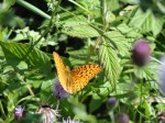 Fritillary on Thistle