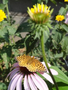 Fritillary on a cone flower
