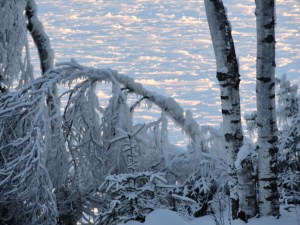 Lake Superior beyond the lake sprayed trees