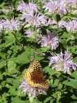 Bees and butterflies love bee balm