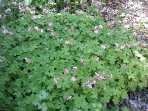The hummingbirds and bees love wild geraniums