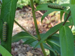 Monarch caterpillars on swamp milkweed