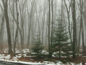 Melting snow and fog