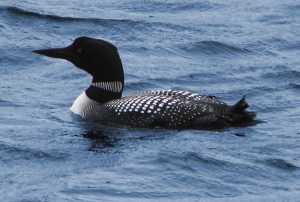 Common_Loon