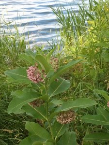 Buffer strips with milkweed