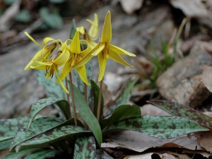 Trout Lily bloom in May along Lake Superior