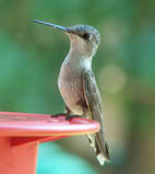 I am doing the best I can!