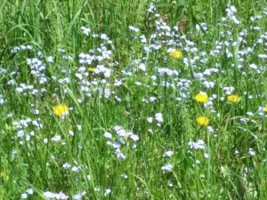 dandelions in the forget-me-not flowers