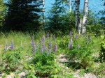 Lupine on Lake Superior