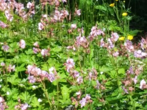 Hummingbirds and Bees Frequent the Wild Geranium