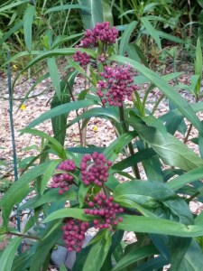 Swamp Milkweed