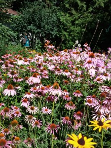 Dried up cone flowers are a gift to the birds but not to the human eye. I took this picture in July