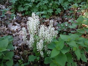 Foam flower is an early blooming plant