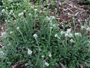 Pussy toes add texture and interest, and are hosts to the American lady butterfly
