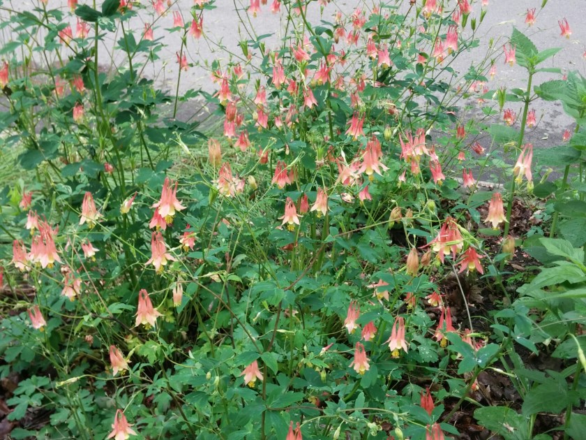 The native columbine is a magnet for bees, butterflies and hummingbirds