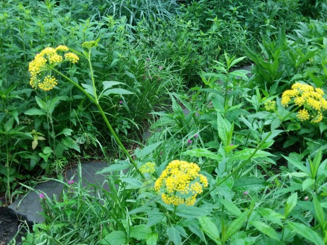 The golden Alexander is a host to the black swallow tail butterfly