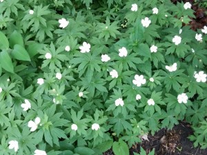 Canada anemone