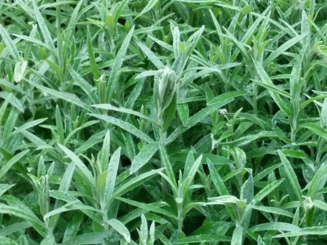 The Painted lady butterflies have laid eggs on these pearly everlasting.