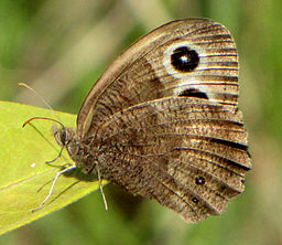 Common Wood-nymph