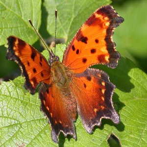 Grey Comma, a dull name for a butterfly  beauty