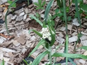 Painted Lady eggs and caterpillars on the pearly everlasting