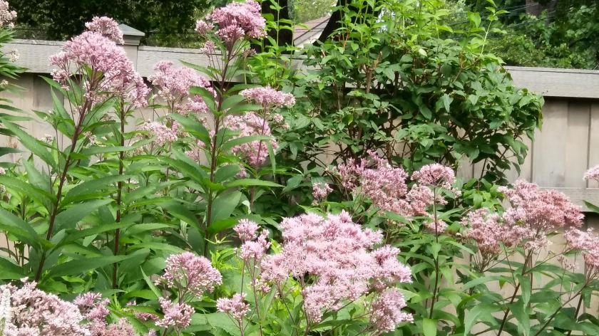 A garden workhorse for pollinators