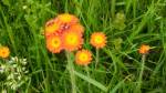 Hawkweed